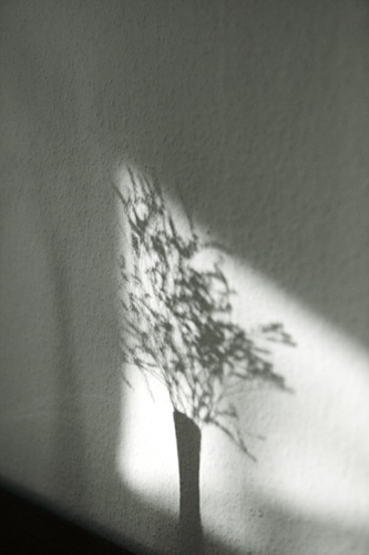 shadow play  © Sonja Werner Fotografie