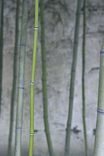 bamboo © Sonja Werner Fotografie