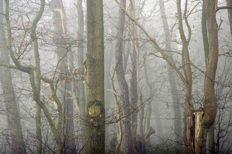 forest © Sonja Werner Fotografie